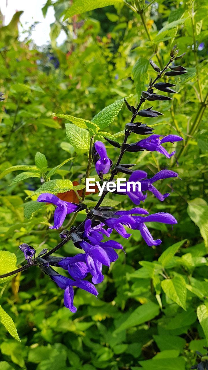 CLOSE-UP OF BEE POLLINATING ON PURPLE FLOWERS