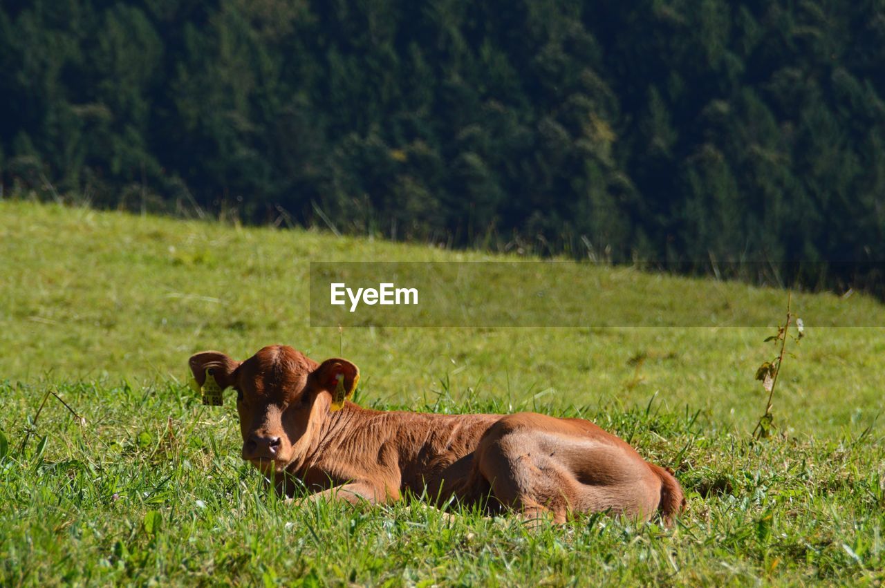 VIEW OF SHEEP ON FIELD