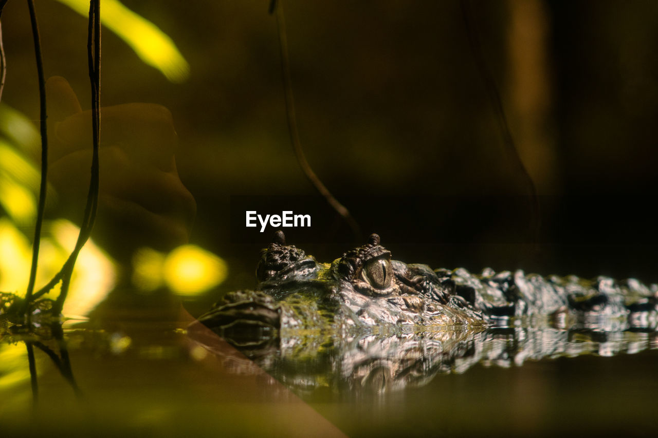 animal themes, animal, animal wildlife, one animal, macro photography, wildlife, nature, reptile, close-up, water, crocodile, yellow, no people, animal body part, branch, selective focus, outdoors, leaf, green, sign, communication, warning sign, alligator, insect, animal head, plant, macro, animals hunting