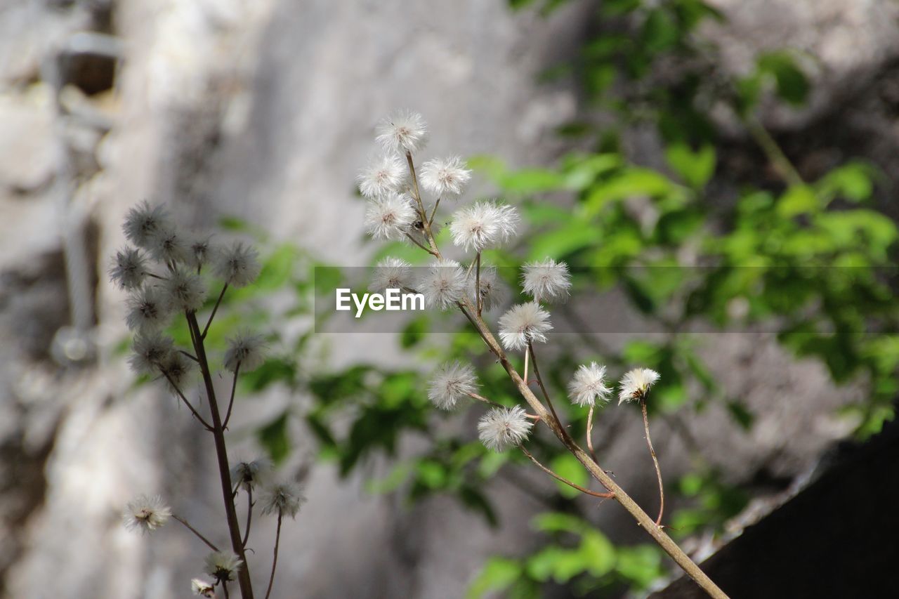 CLOSE-UP OF WHITE FLOWERS BLOOMING