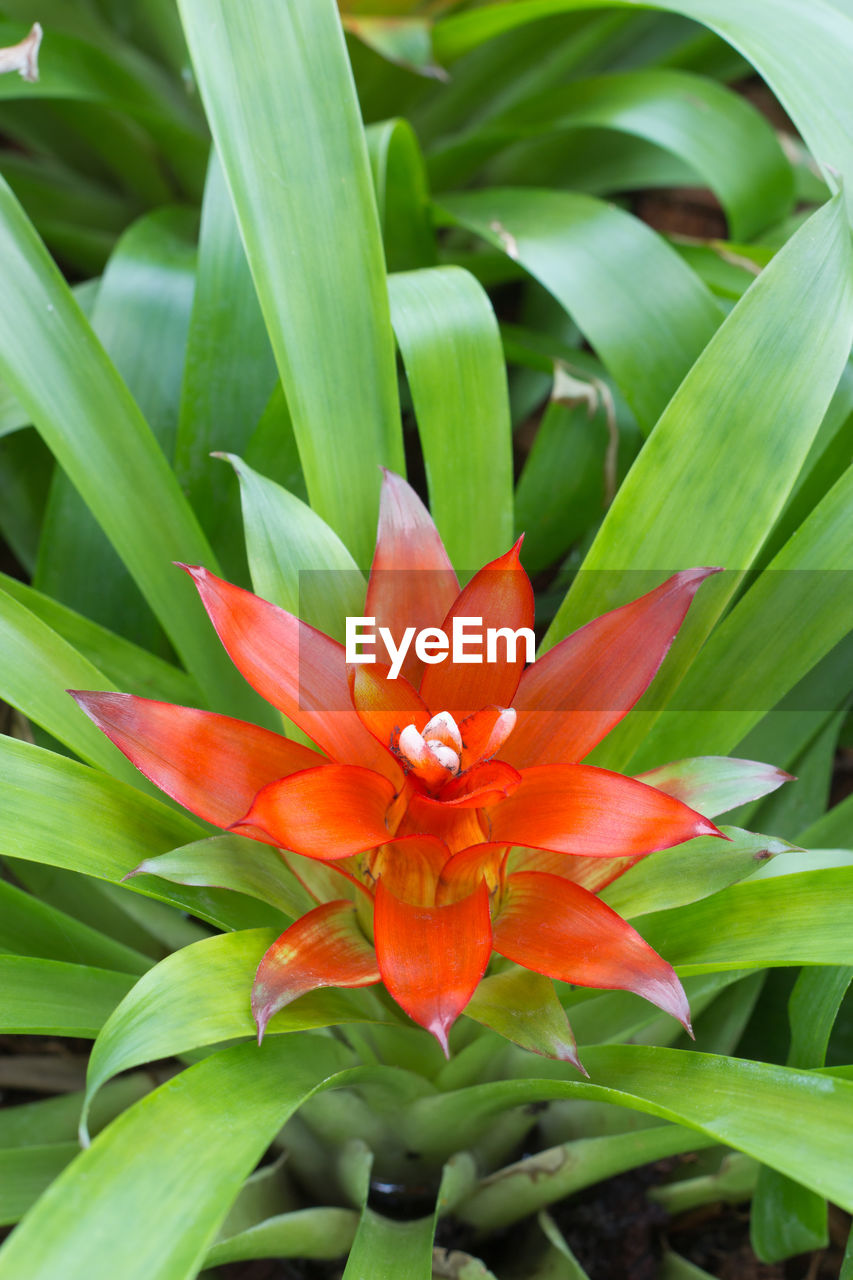 Close-up of red flowering plant