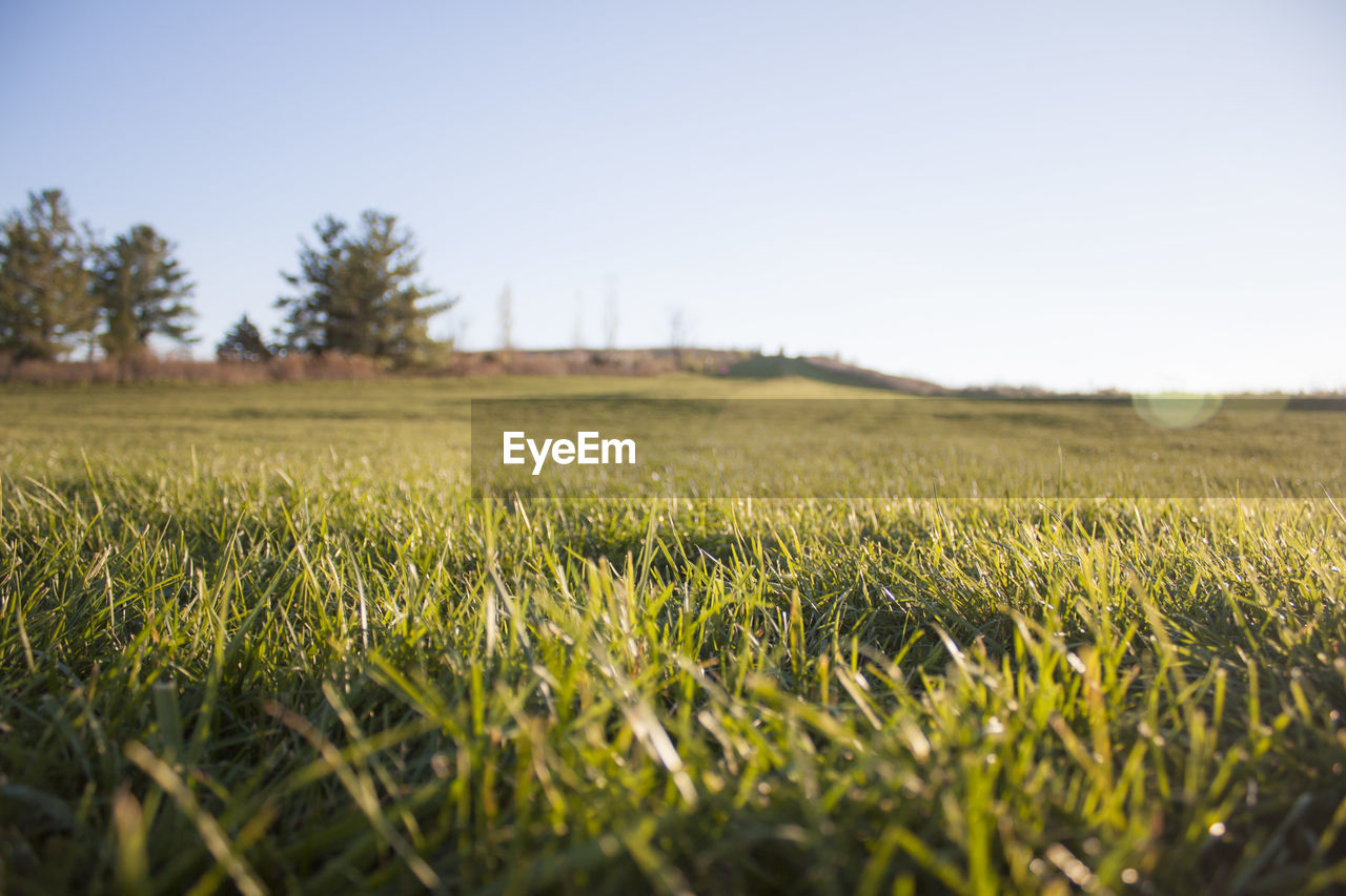 Scenic view of field against clear sky