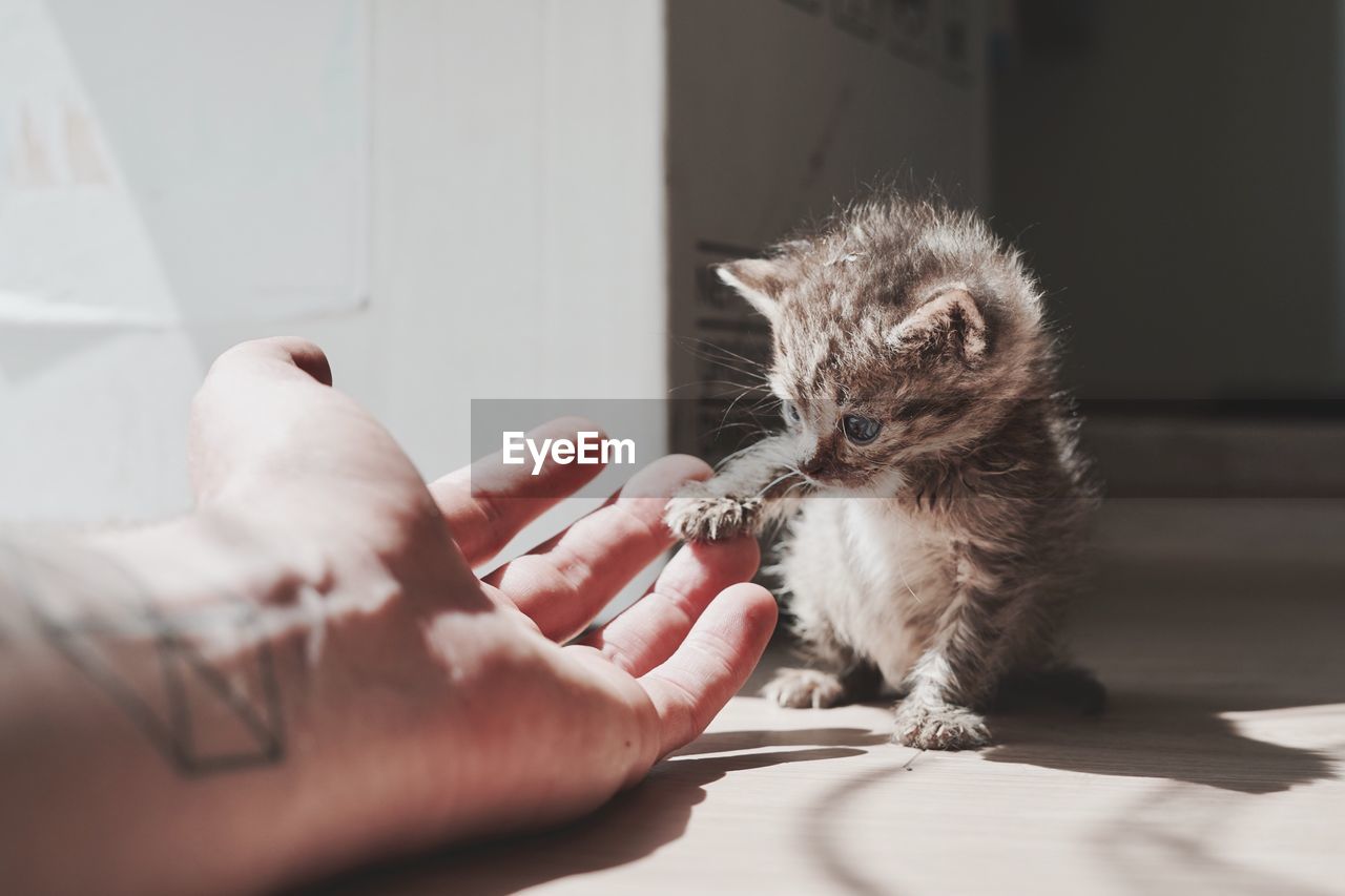 Close-up of hand touching kitten