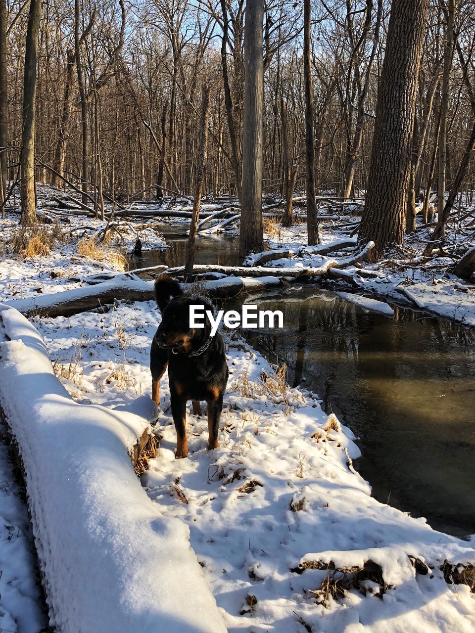 DOG ON SNOW COVERED BARE TREES