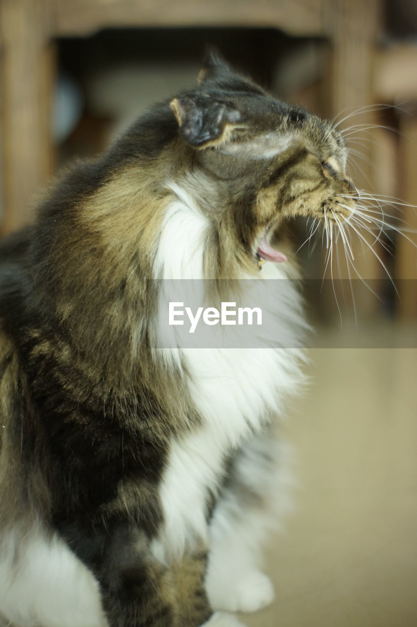 animal, animal themes, pet, mammal, one animal, cat, domestic animals, whiskers, close-up, nose, domestic cat, feline, felidae, animal body part, small to medium-sized cats, no people, white, animal head, indoors, focus on foreground, skin, relaxation, animal hair, sleeping