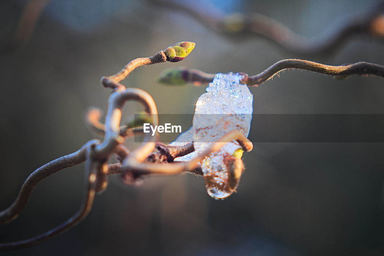 Close-up of flower on twig during winter