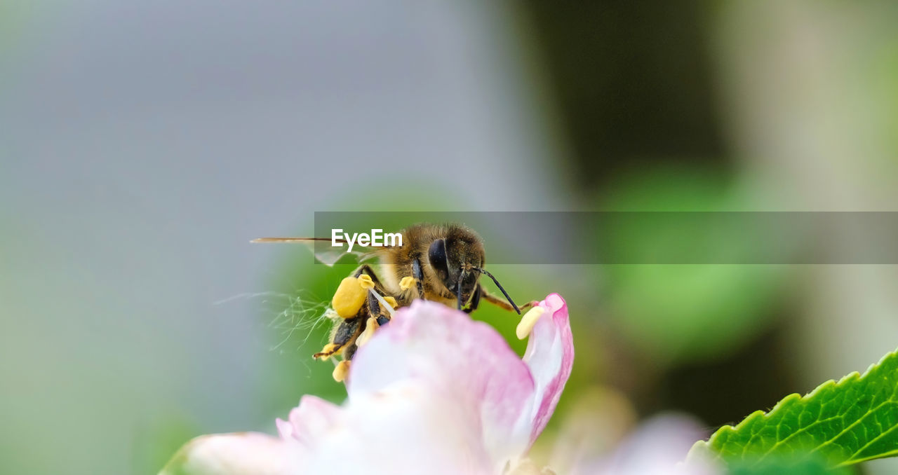 Flying honey bee collecting bee pollen from apple blossom. bee collecting honey.