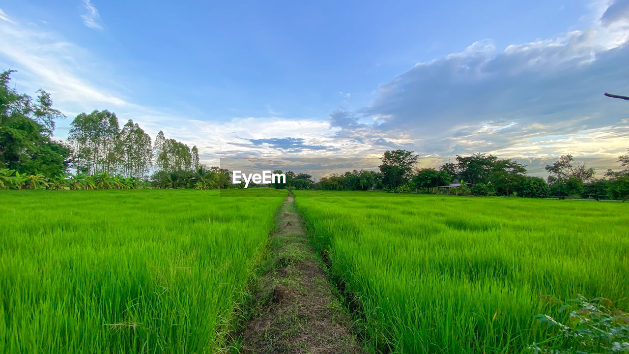 Rice field, thailand