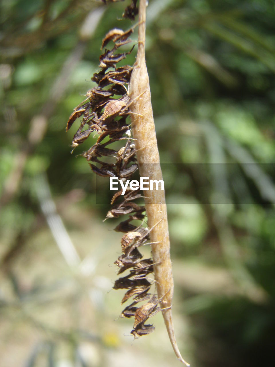 CLOSE-UP OF DRY LEAF ON PLANT