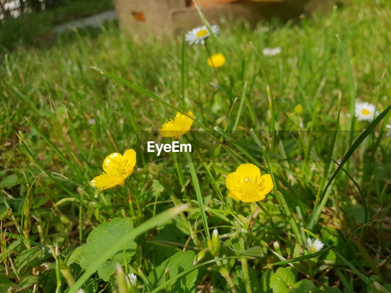 YELLOW FLOWERING PLANTS ON FIELD