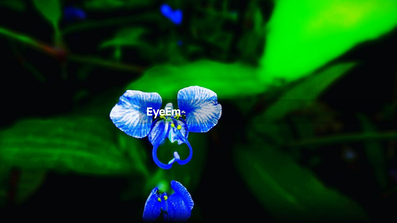 CLOSE-UP OF PURPLE FLOWER