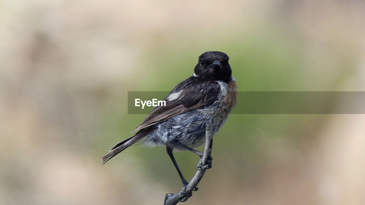 CLOSE-UP OF SPARROW PERCHING ON TWIG