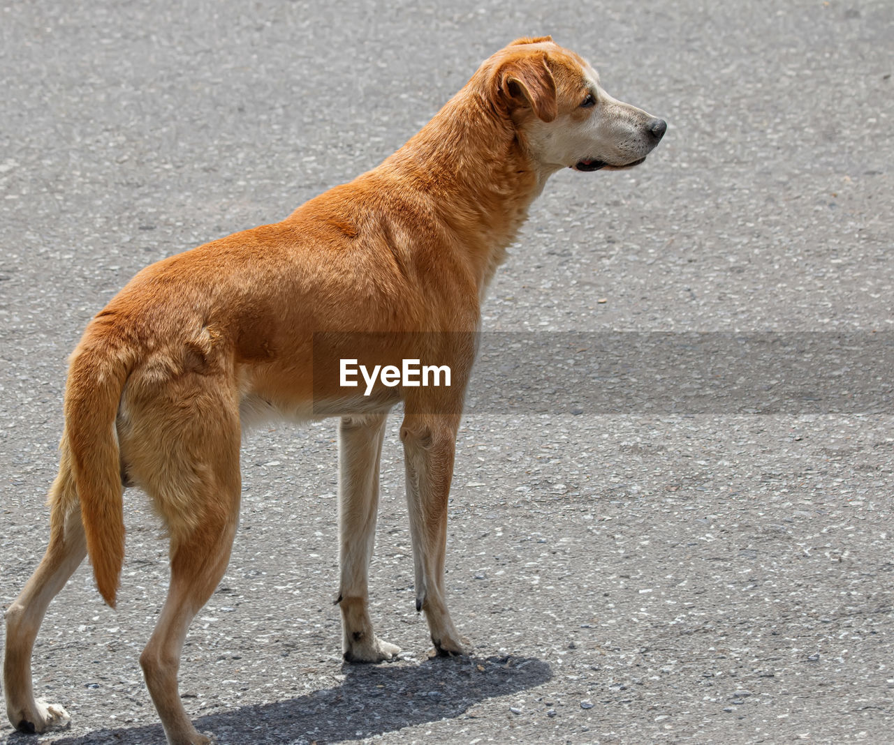 animal, animal themes, pet, dog, one animal, mammal, domestic animals, canine, side view, standing, animal sports, no people, sports, dingo, day, nature, looking, outdoors, brown, city, full length, sunlight, sighthound