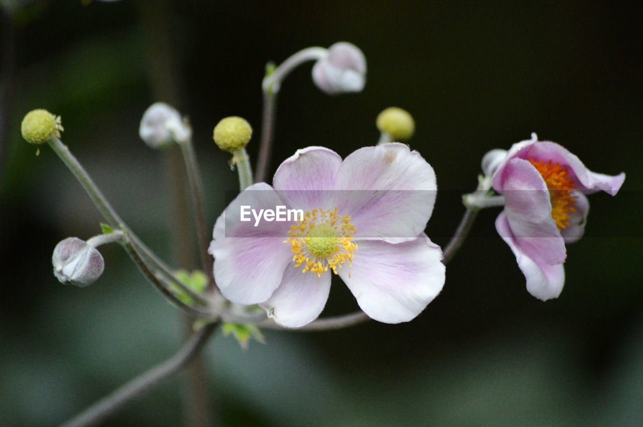 Close-up of flowers