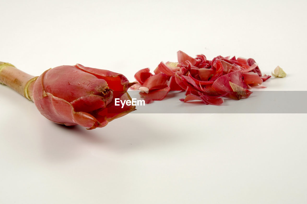 CLOSE-UP OF RED ROSES AGAINST WHITE BACKGROUND