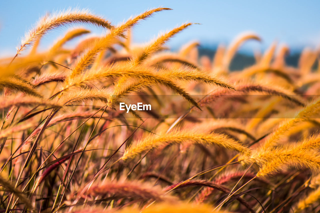 CLOSE-UP OF STALKS AGAINST SKY