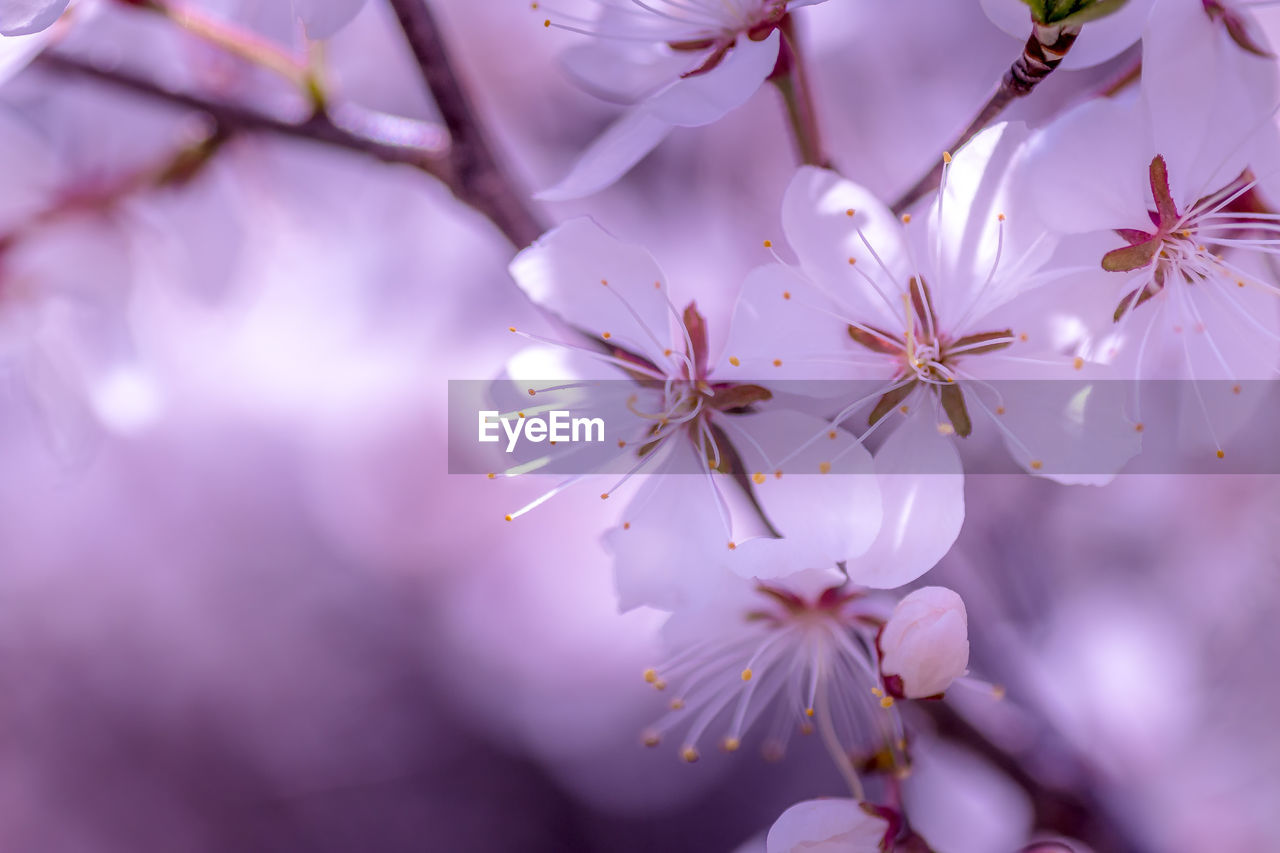 CLOSE-UP OF PINK CHERRY BLOSSOMS