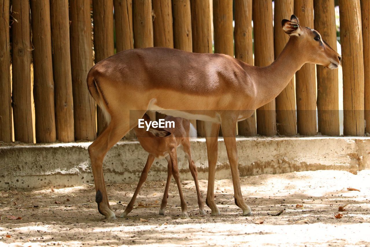 Deers  standing in field