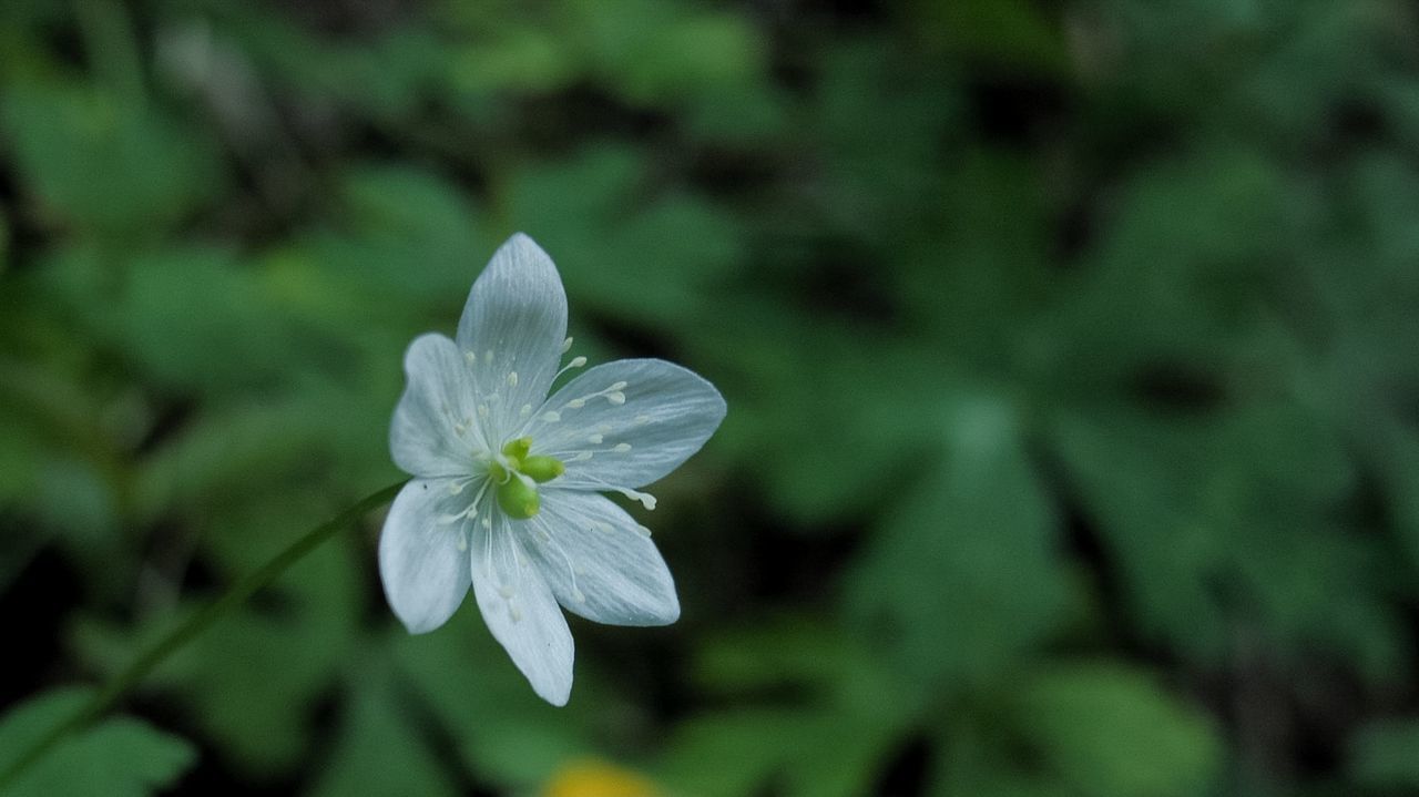 Close-up of white flower blooming outdoors