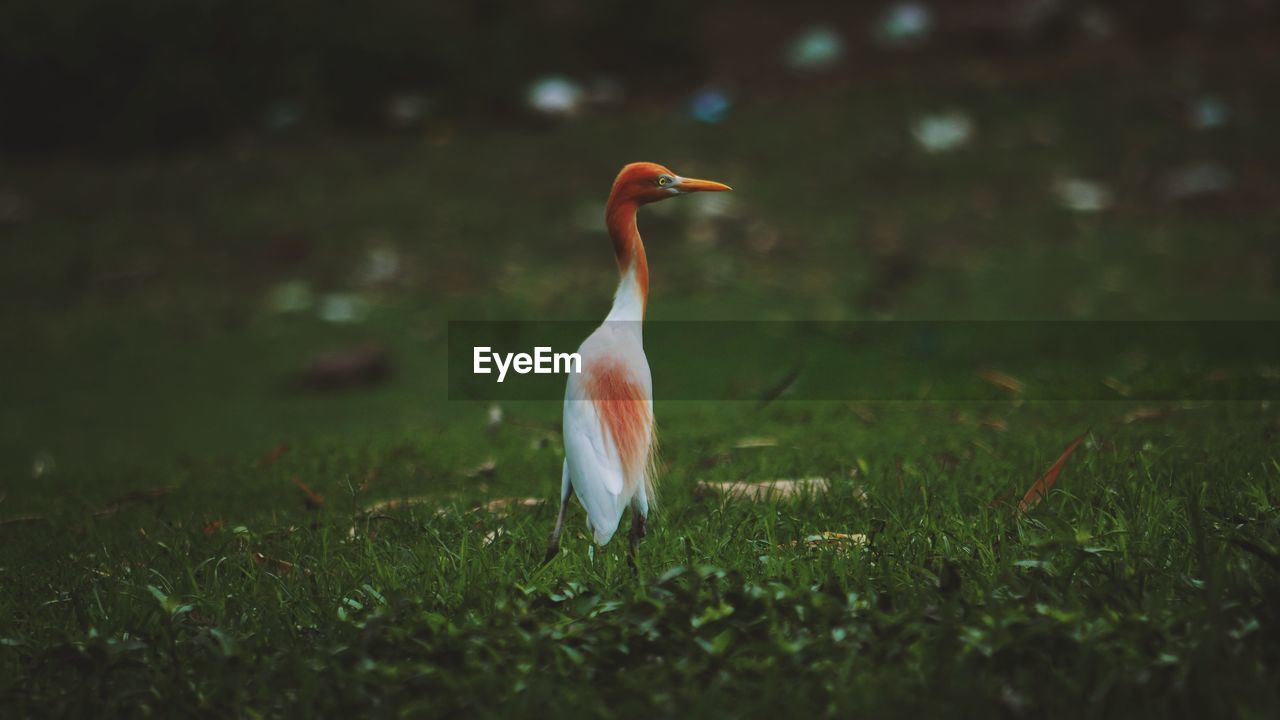 Cattle egret in india.