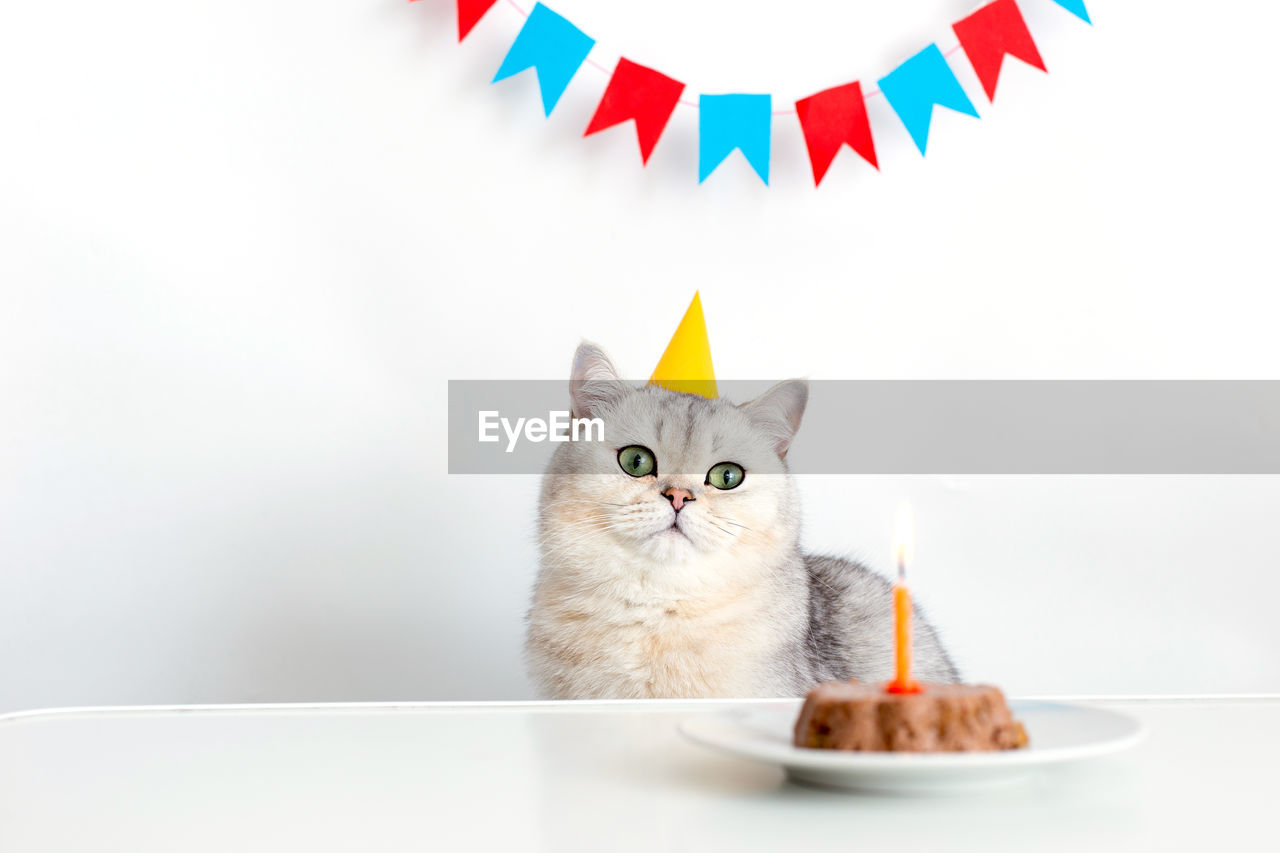 Cute cat in a yellow paper cap, sitting at a table with a canned cat cake