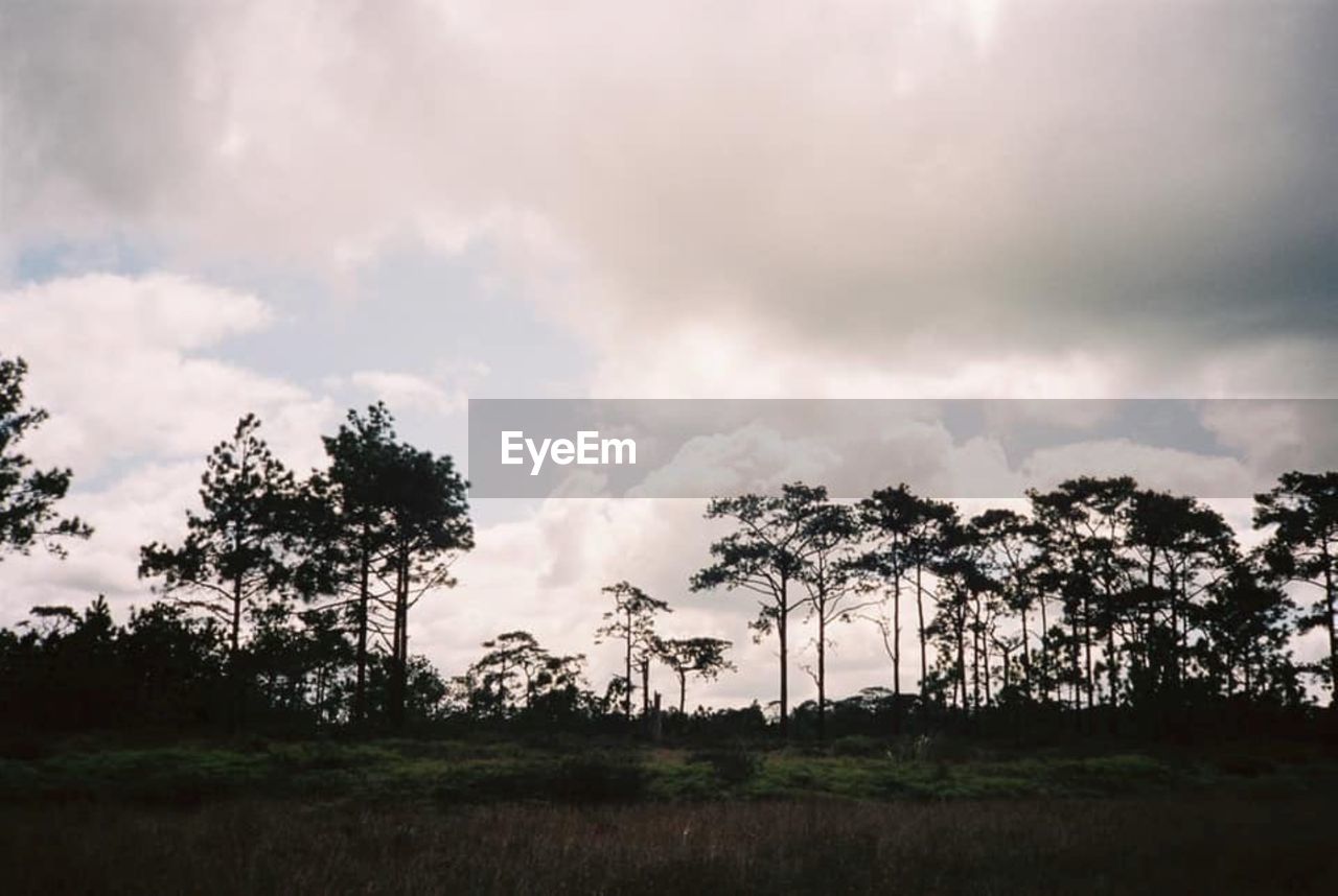 SILHOUETTE TREES ON LAND AGAINST SKY