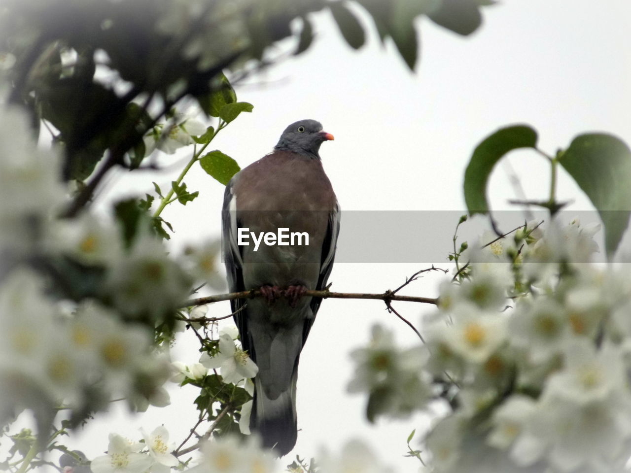 Pigeon perching branch against sky