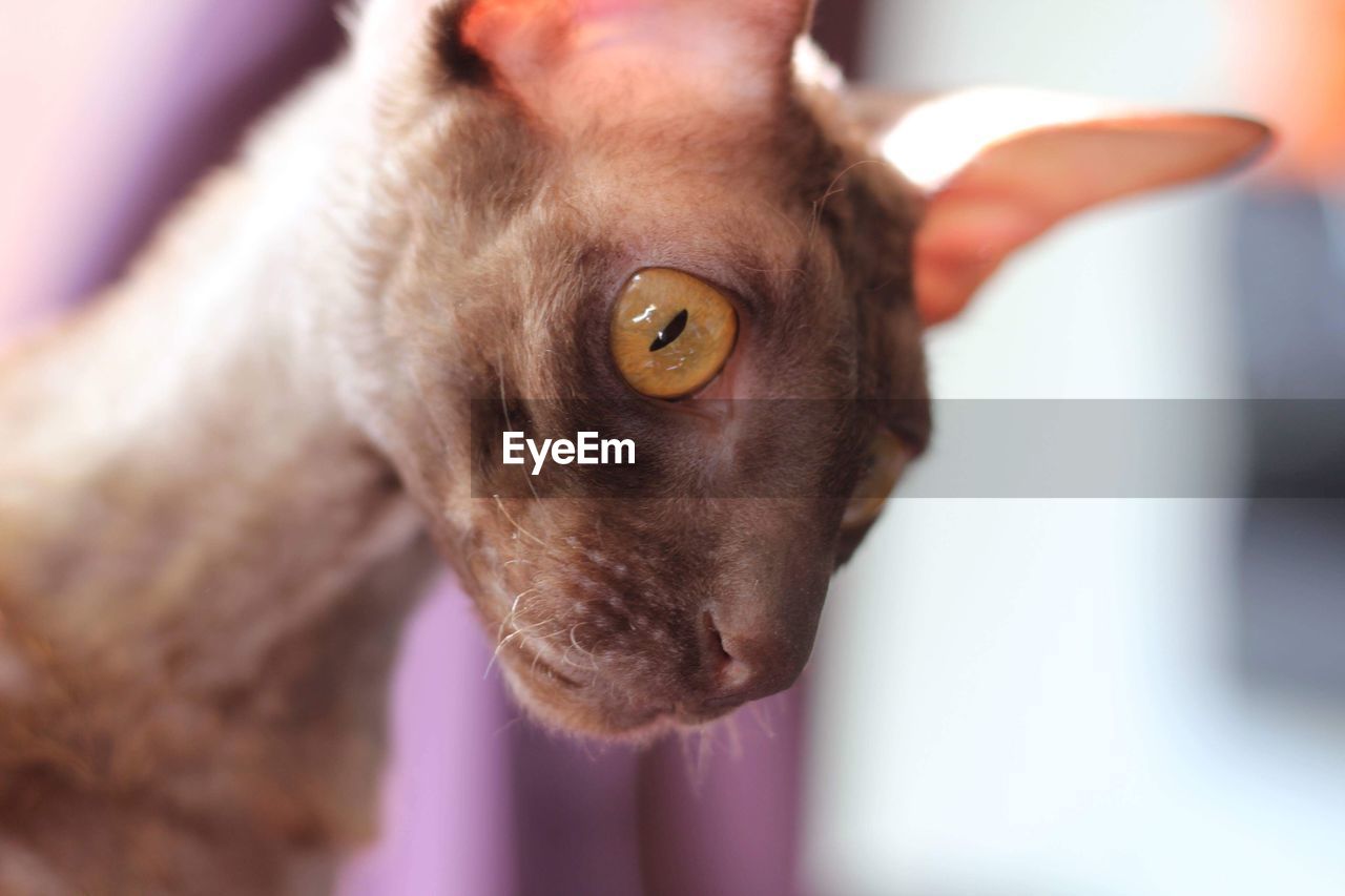 Ina the cornish rex 