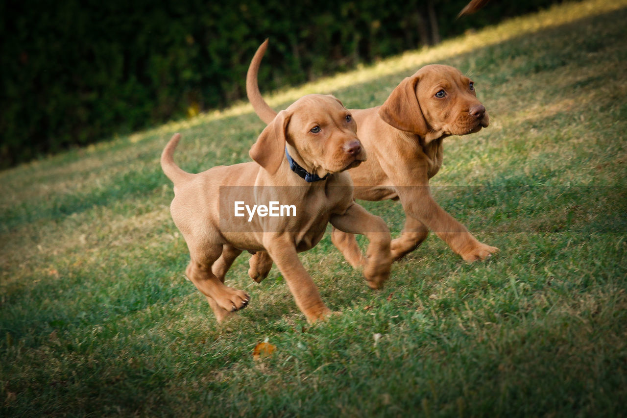 Puppies walking on grass