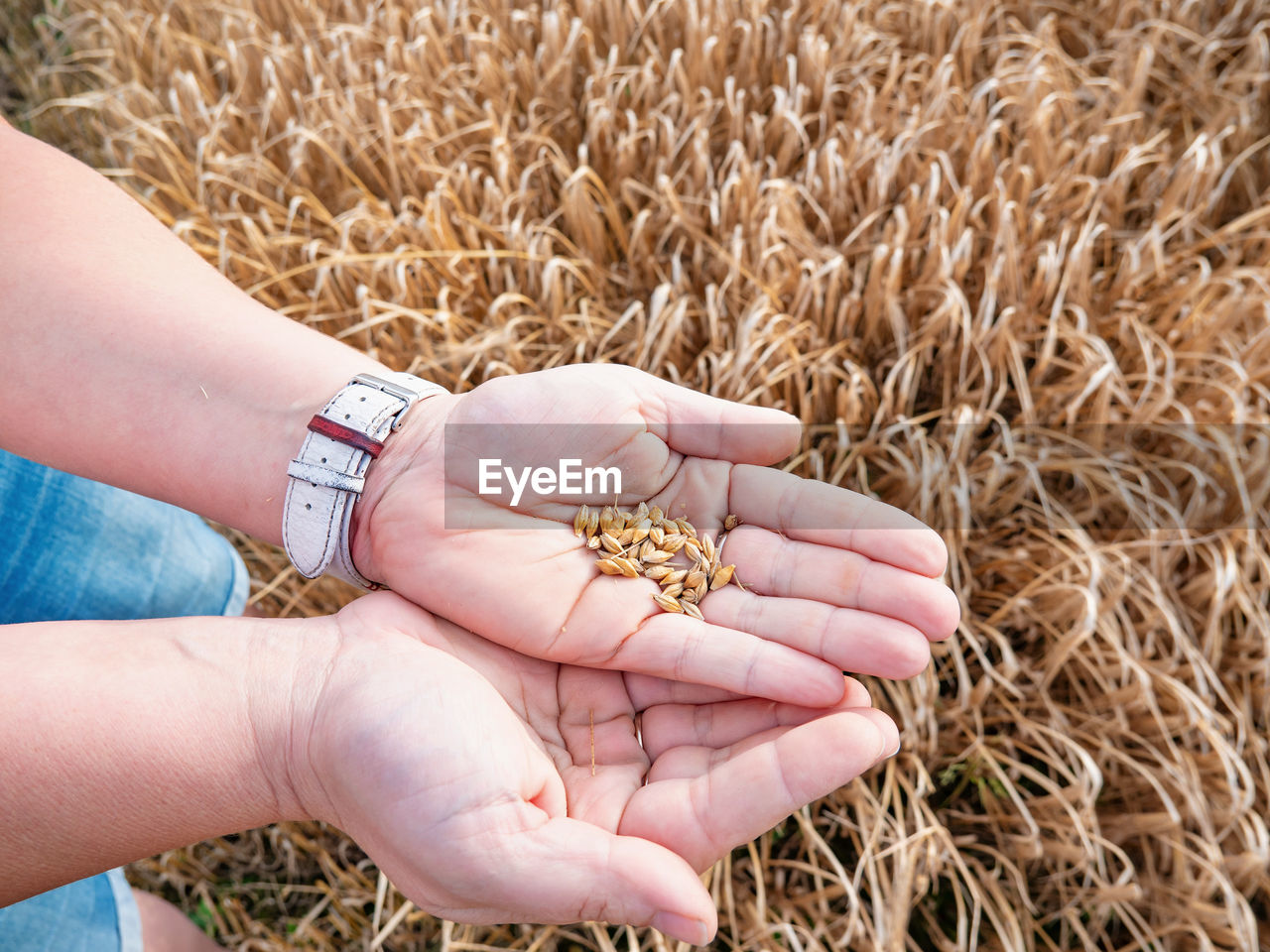 Barley seeds in the hands. the woman crushed several ears of barley to measure the moisture content