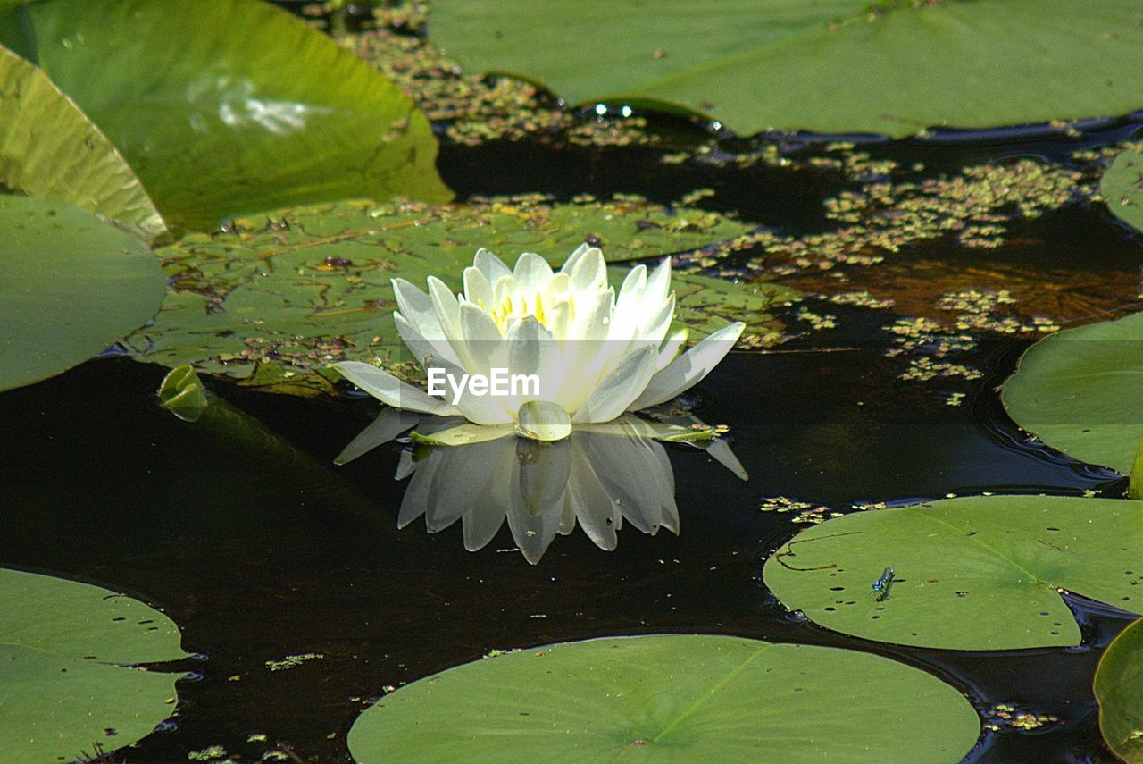Lotus blooming on pond