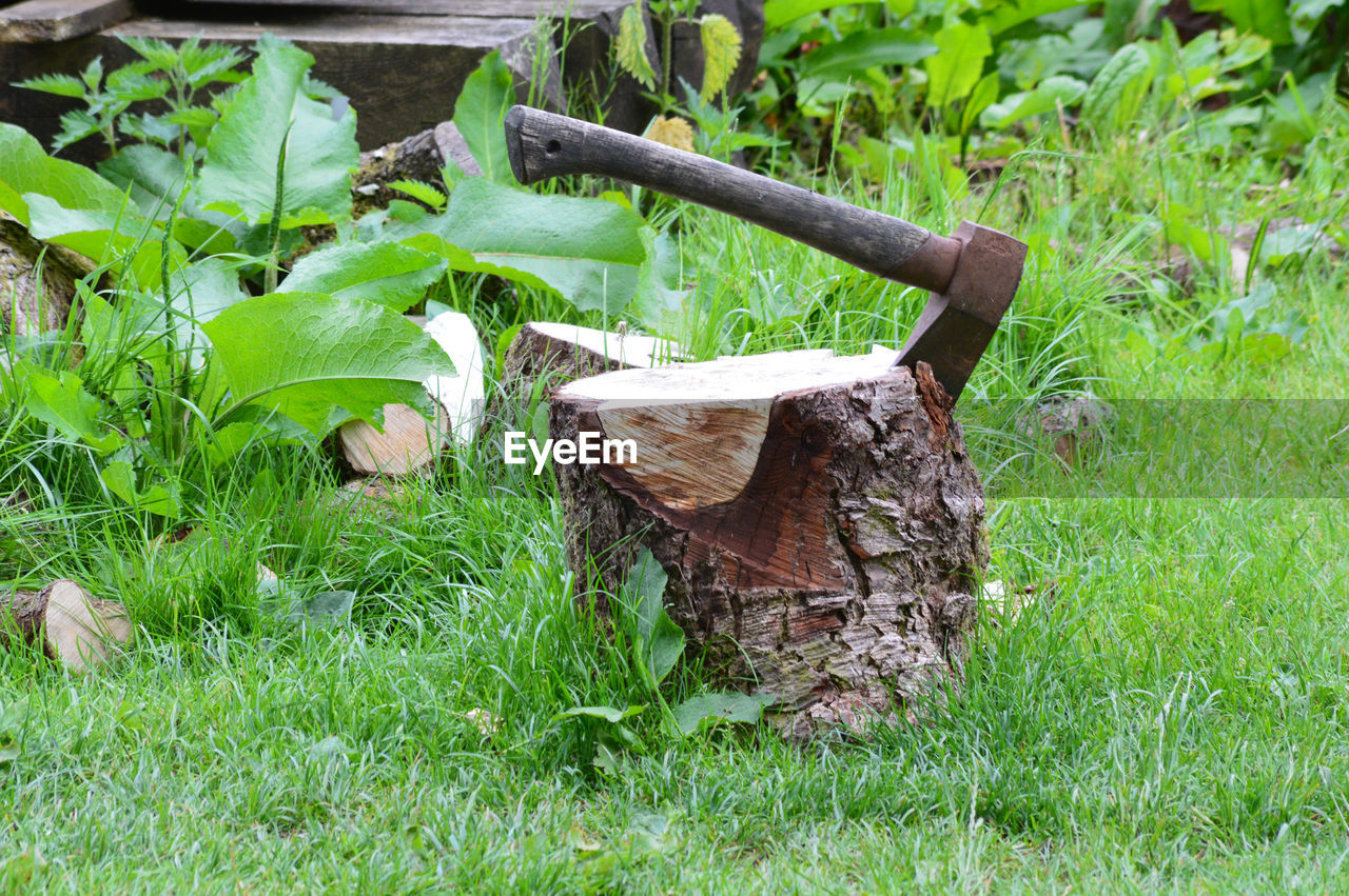 WOODEN LOG IN FIELD