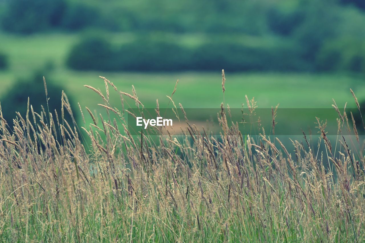 Close-up of wheat growing on field