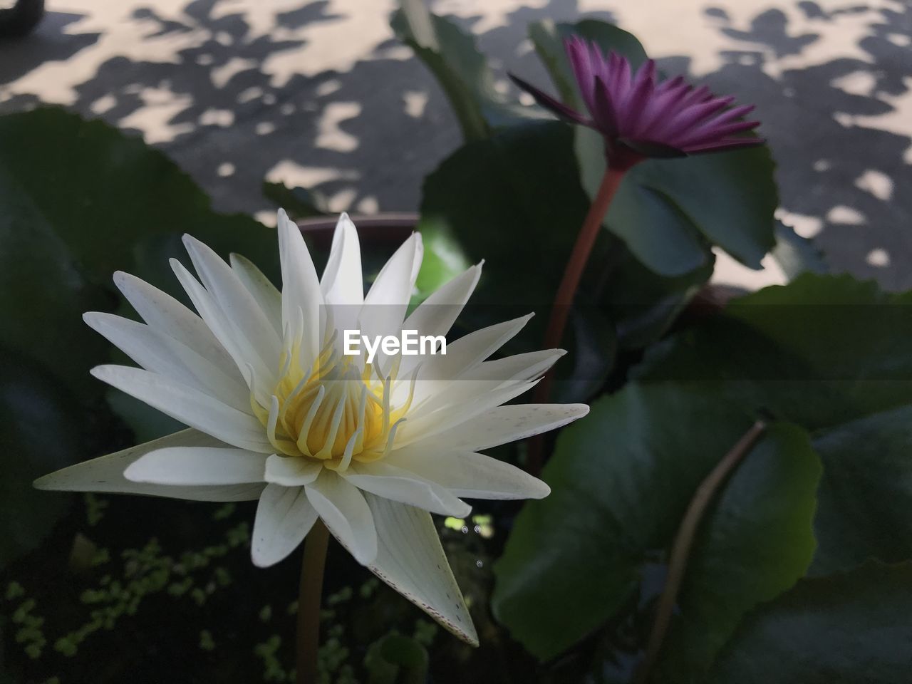 flower, flowering plant, plant, freshness, beauty in nature, petal, leaf, nature, flower head, plant part, inflorescence, close-up, water lily, fragility, growth, pond, water, white, no people, blossom, pollen, lily, outdoors, lotus water lily, botany, focus on foreground, aquatic plant, sunlight, springtime