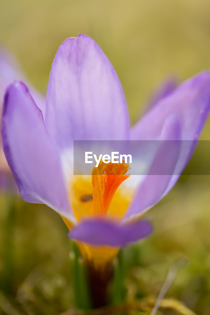 CLOSE-UP OF PURPLE IRIS