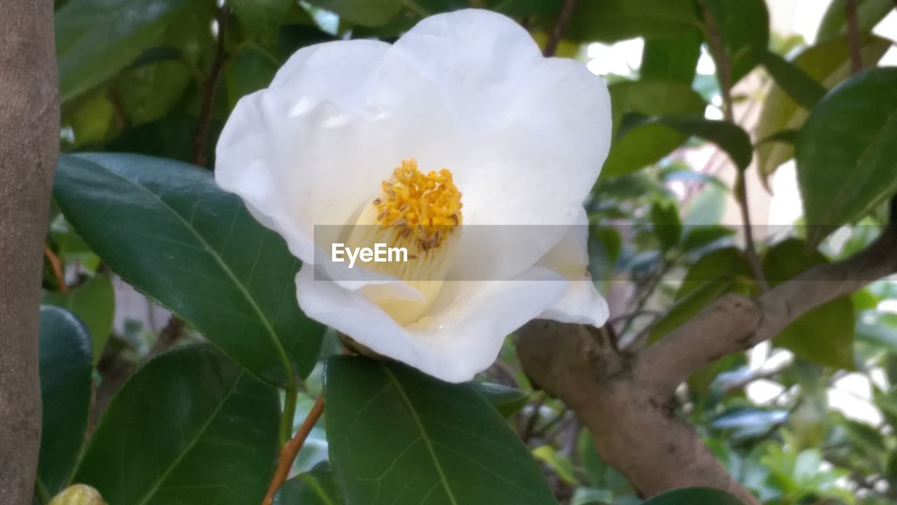 CLOSE-UP OF WHITE FLOWER BLOOMING IN PARK