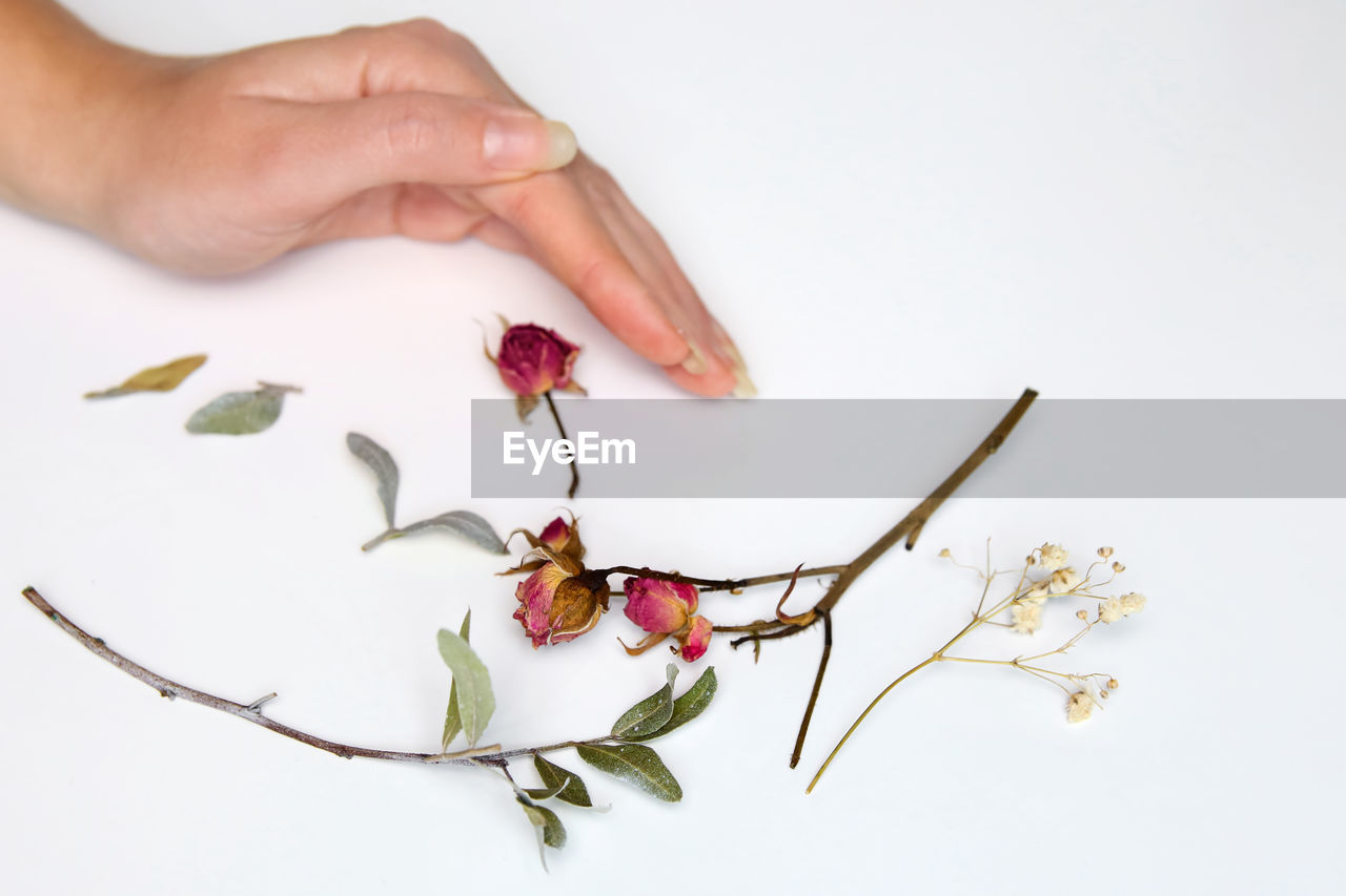 Closeup dried rose flower head isolated on white background cutout and female hand. dried rose 