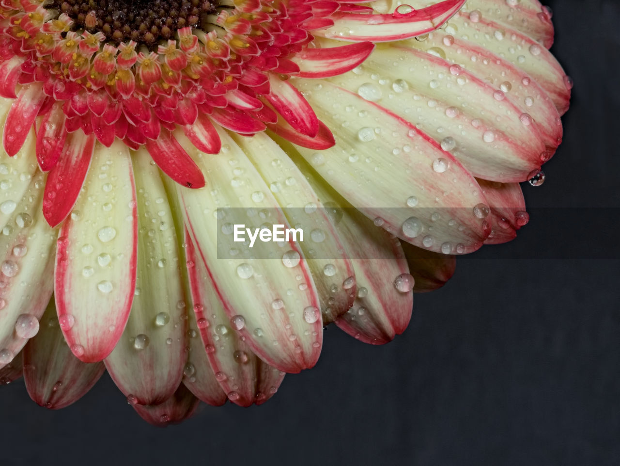 CLOSE-UP OF WET RED FLOWERS