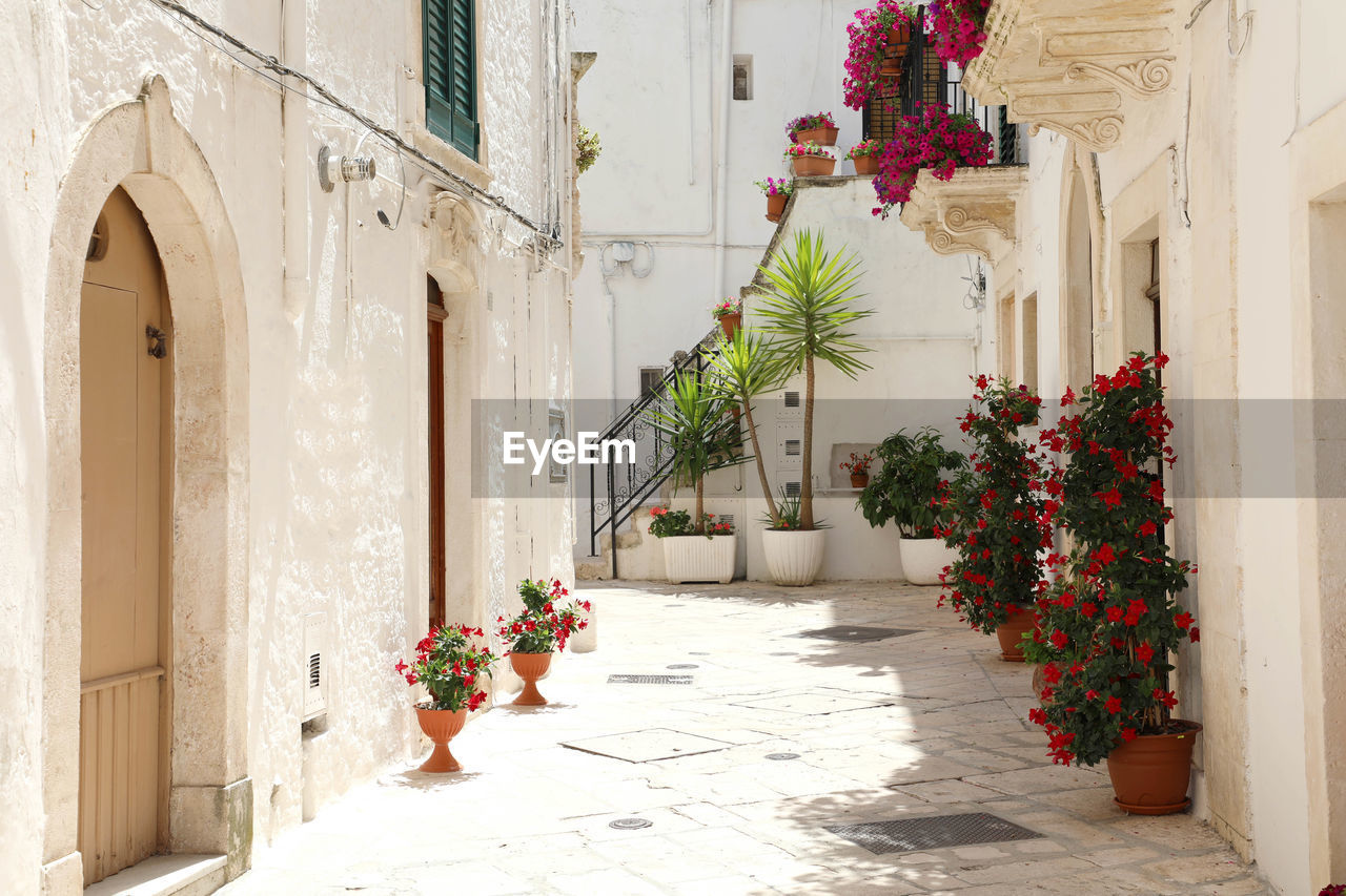 Flowery alley in the historic center of locorotondo with white walls in apulia, italy