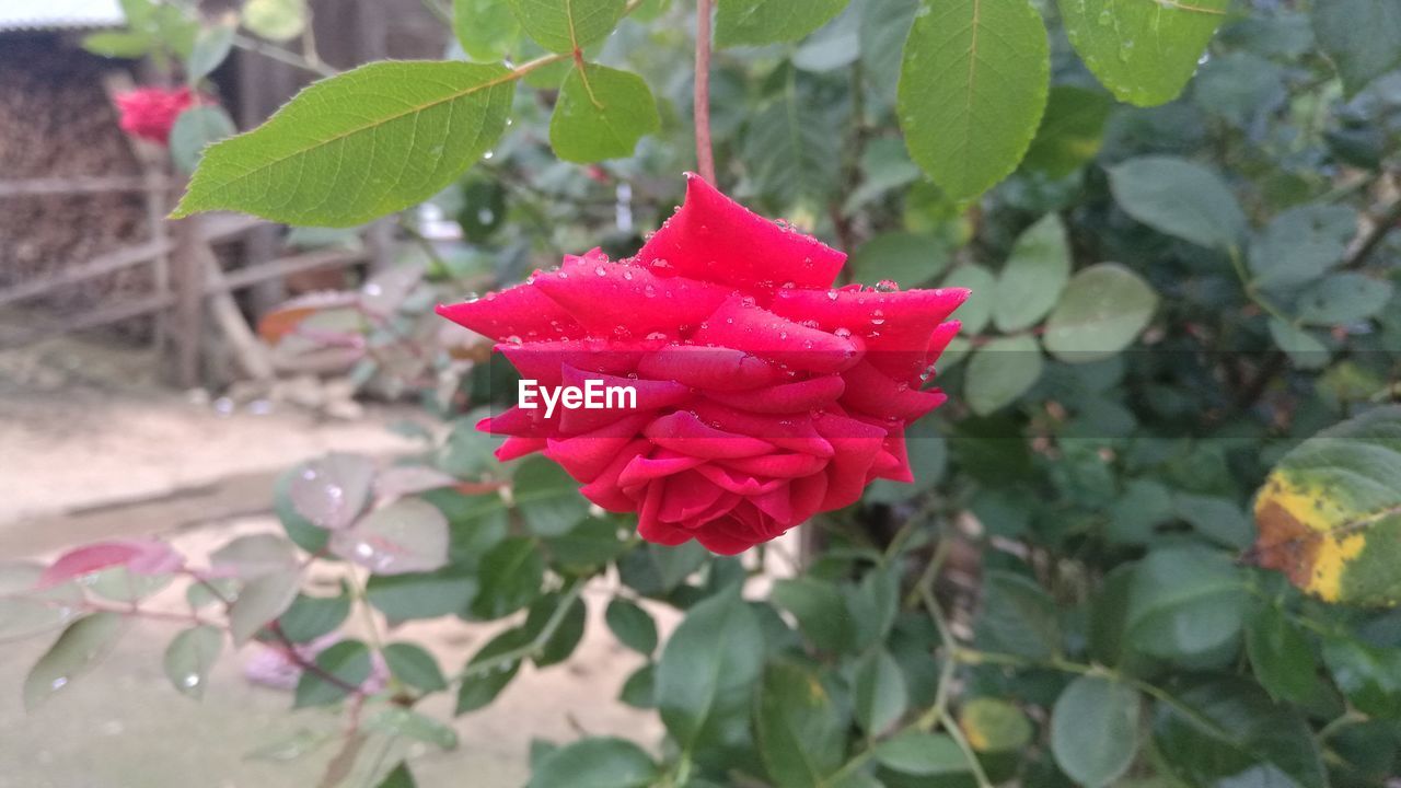 CLOSE-UP OF RED ROSE BLOOMING IN PLANT