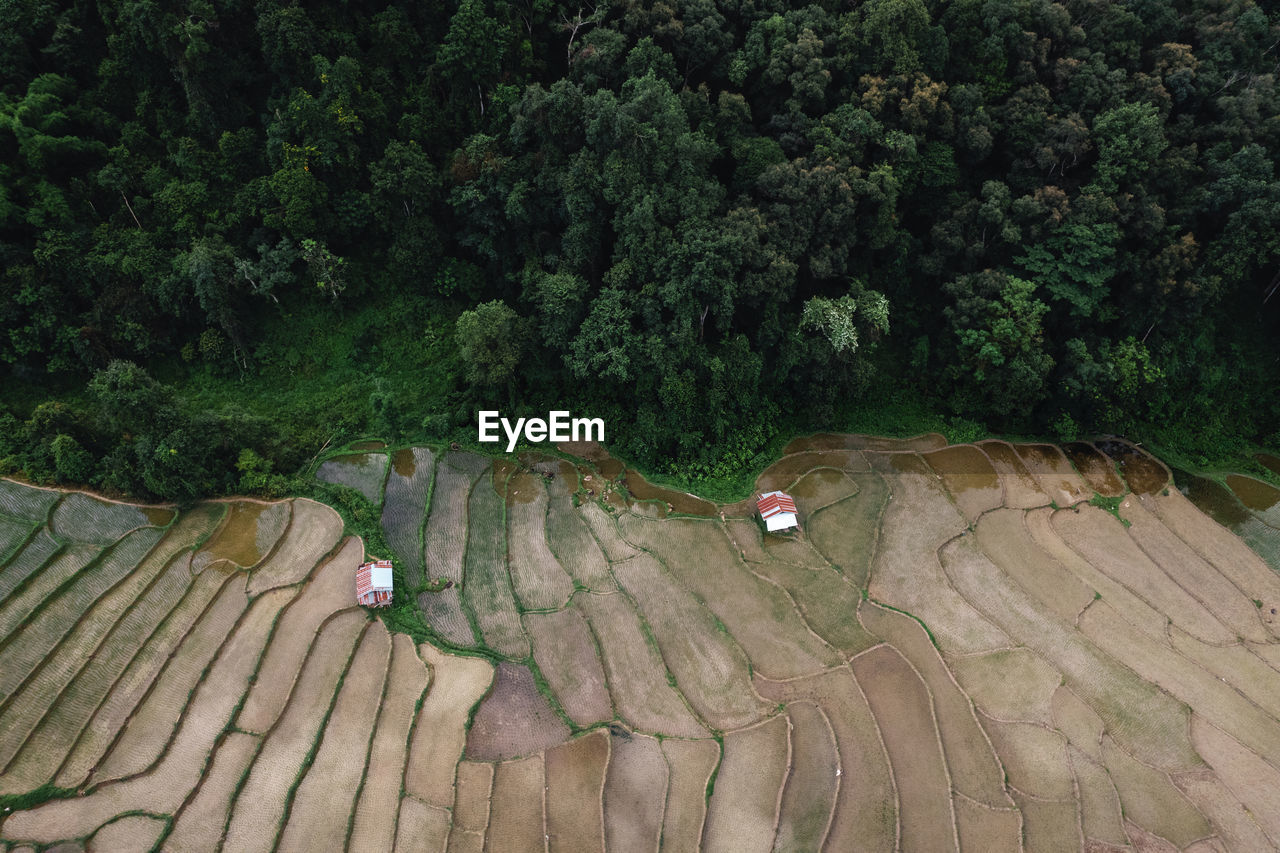 High angle view of a sheep