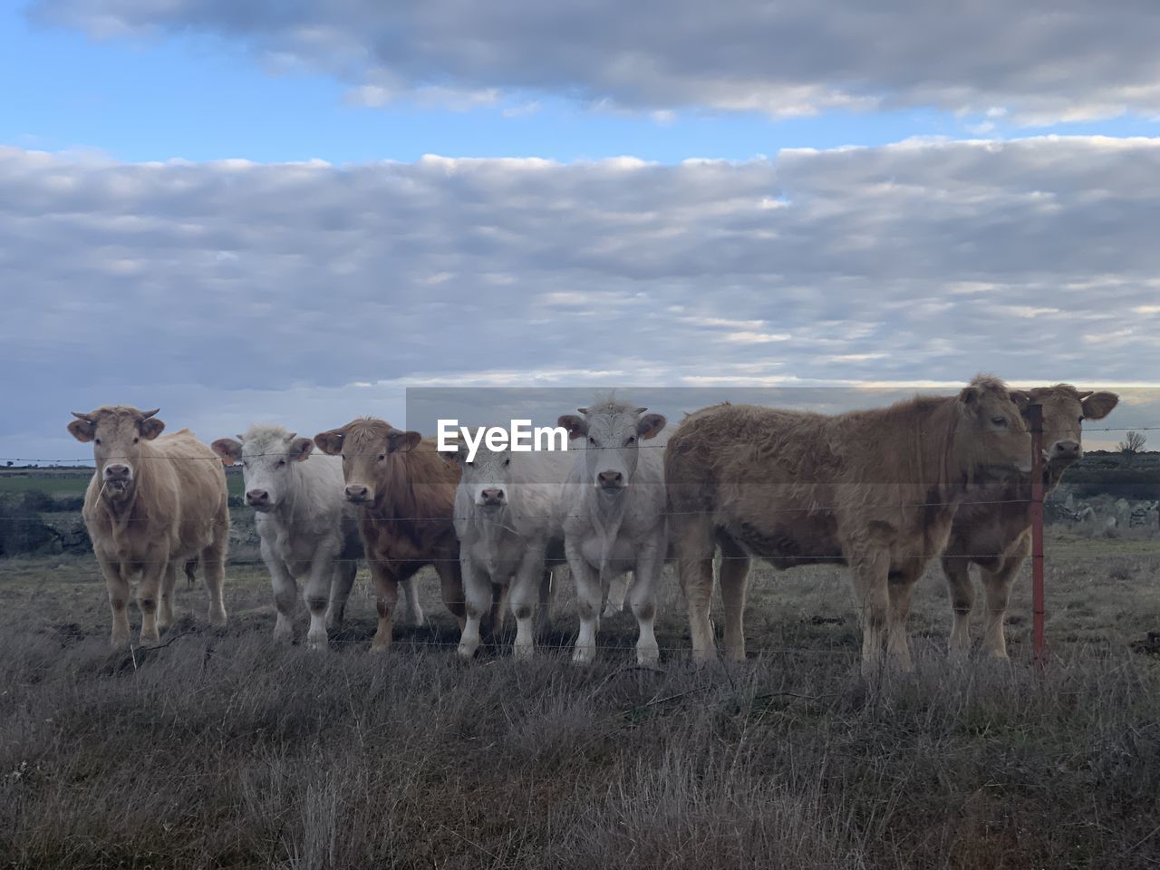 horses standing on field