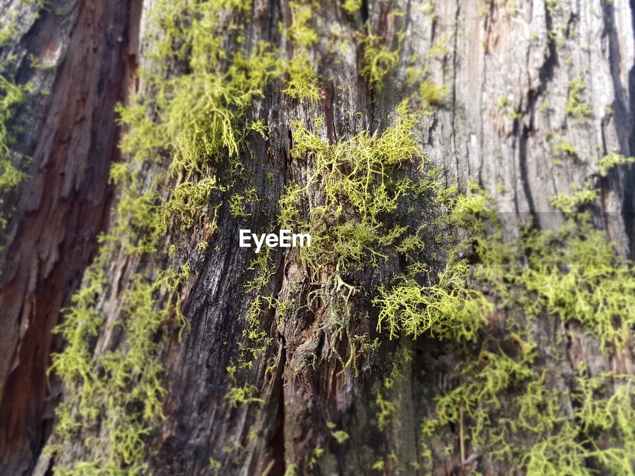 CLOSE-UP OF LICHEN GROWING ON TREE TRUNK