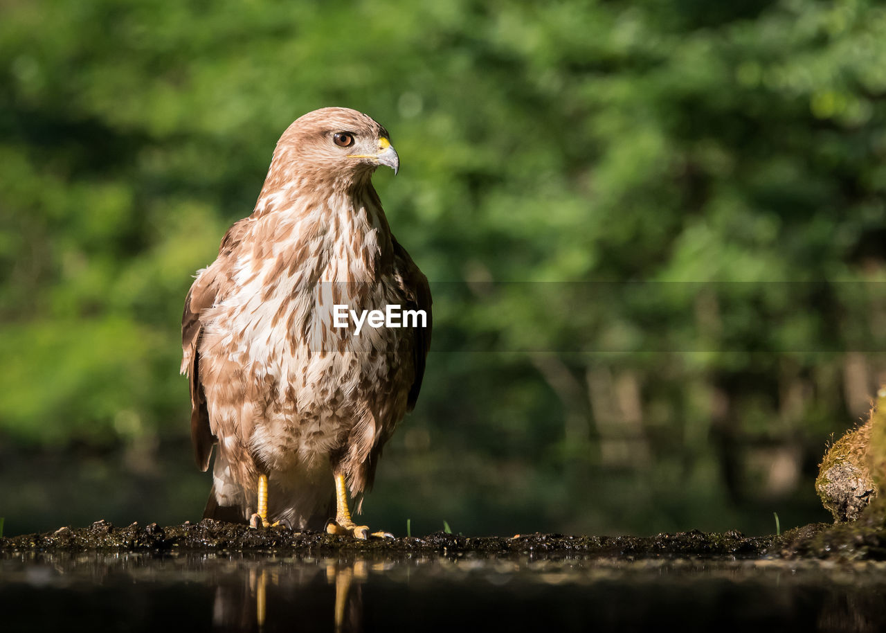 Kite bird at forest