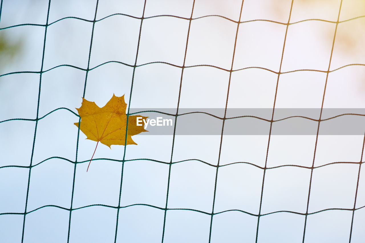 LOW ANGLE VIEW OF MAPLE LEAF ON METAL FENCE