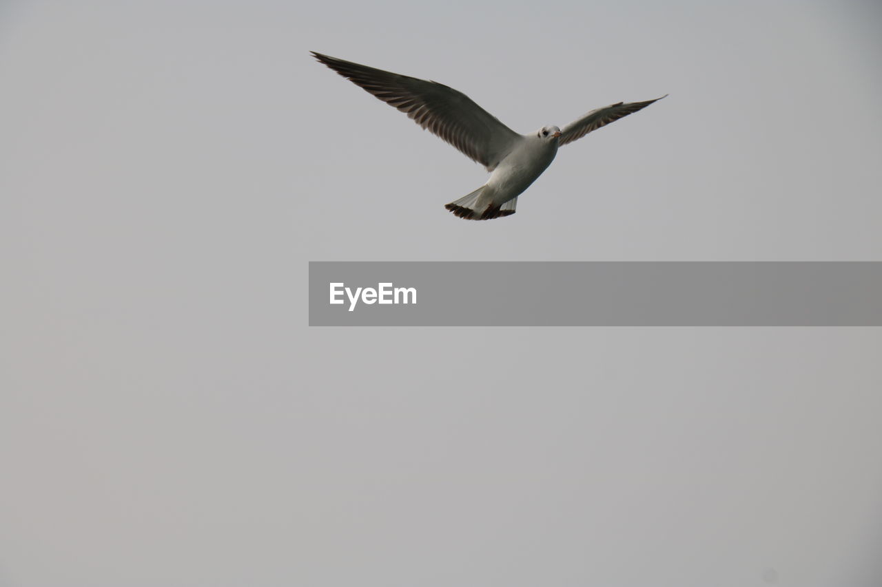 LOW ANGLE VIEW OF BIRD FLYING IN CLEAR SKY
