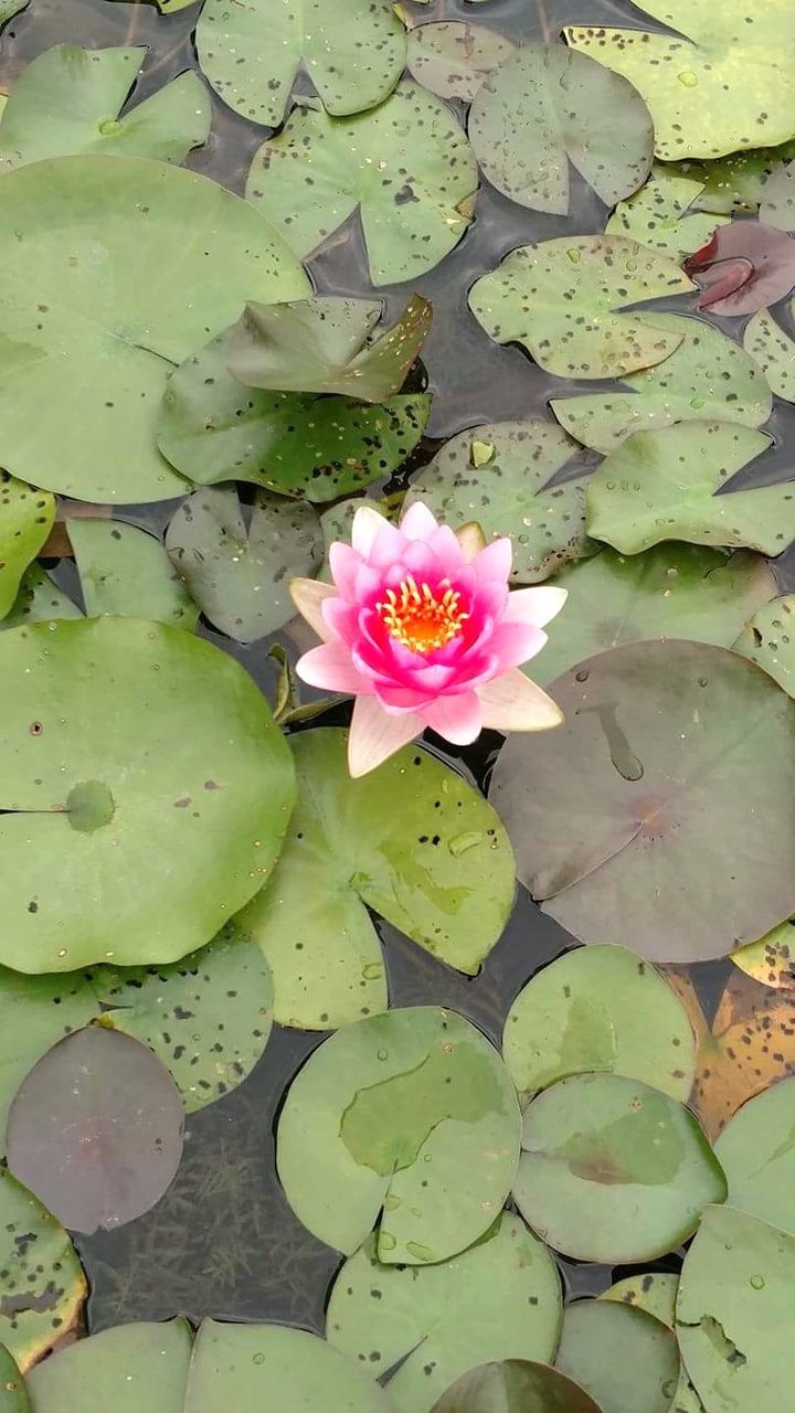 HIGH ANGLE VIEW OF LOTUS WATER LILY BLOOMING IN LAKE