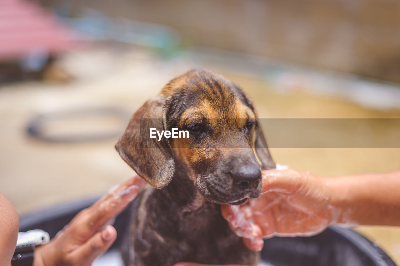 Cropped image of hands bathing dog