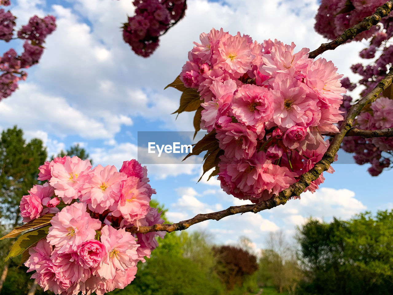 Close-up of pink cherry blossoms against sky