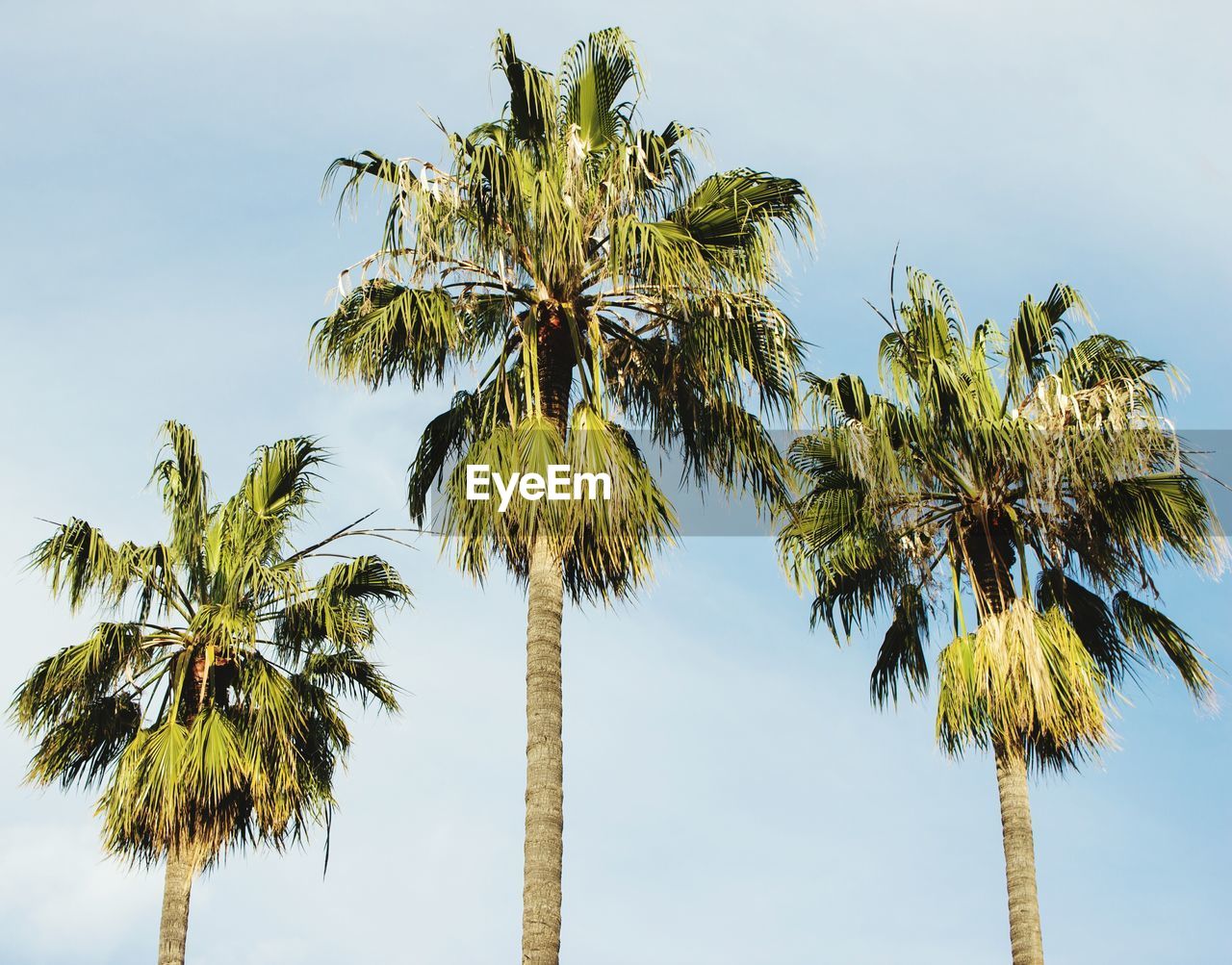 Low angle view of palm trees against clear sky